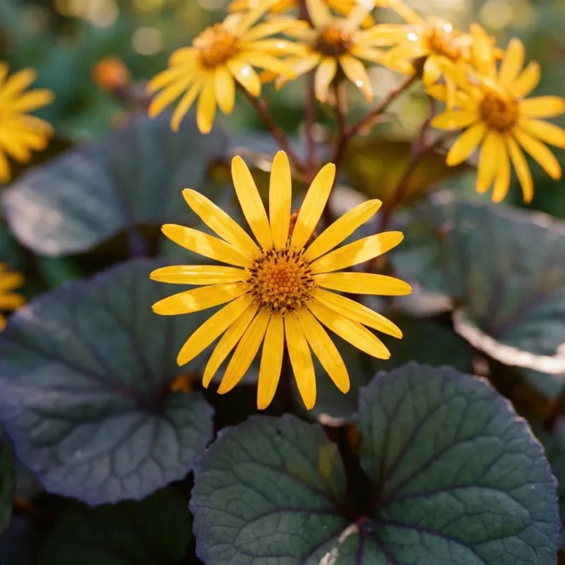 Kreuzkraut, Ligularia 'Desdemona'