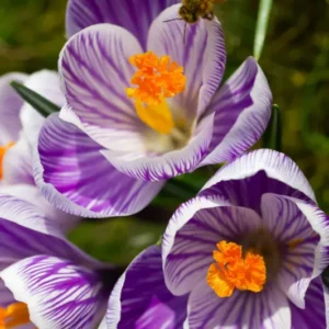 Krokus "King of the Striped" – 10 Zwiebeln