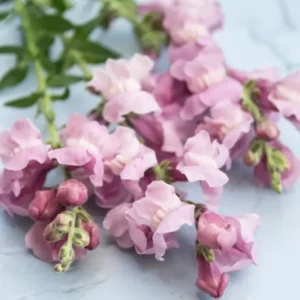 Löwenmäulchen "Potomac Lavender"