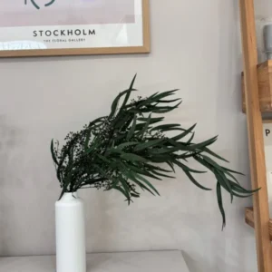 Eukalyptus Nicoly - der Kräftige -Outlet - Lykke&You GmbH