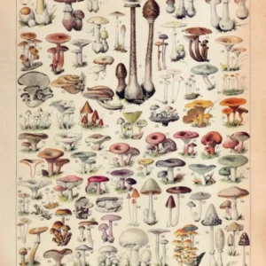 Victorian Mushroom Illustration - Botanical Rustic Cottagecore Decor