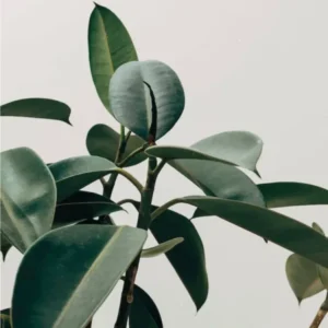 Green Leaves with Grey Background