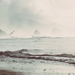 Pacific Northwest Beach Adventures