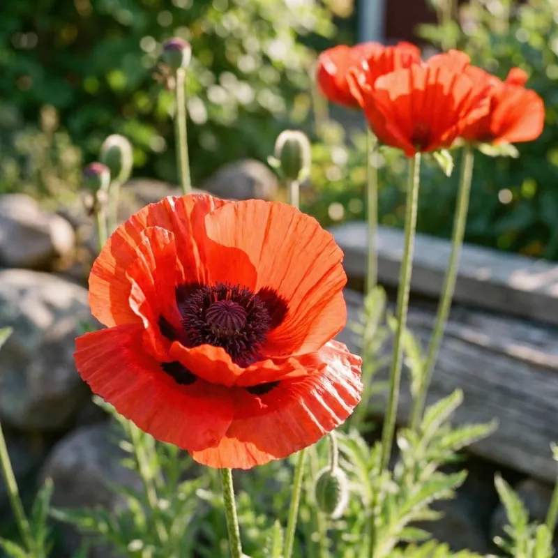 Mohn, Papaver 'Beauty of Livermere'