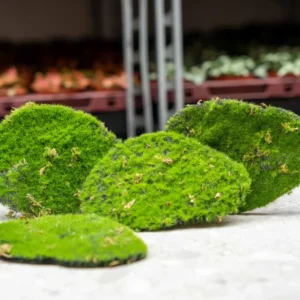 Moss Plate - Green moss – Set of 4 - Artificial moss