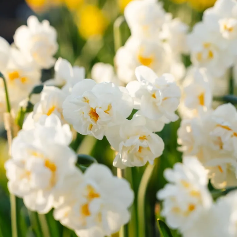 Narzisse, Narcissus 'Bridal Crown'
