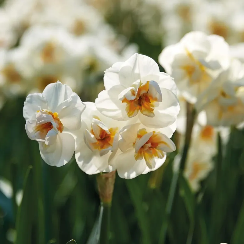 Narzisse, Narcissus 'Sir Winston Churchill'