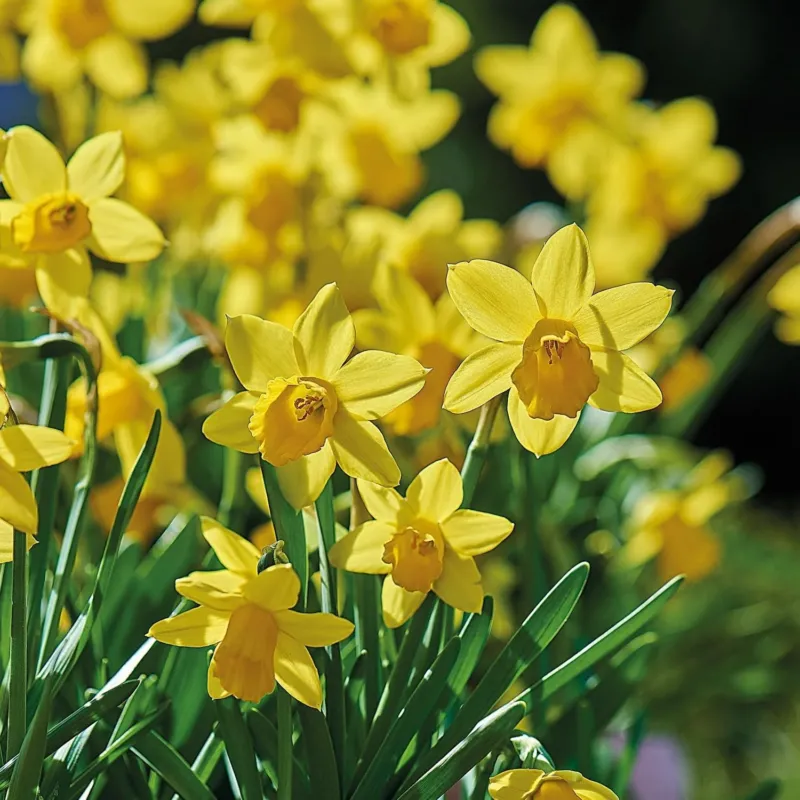 Narzisse, Narcissus 'Tete á Tete'
