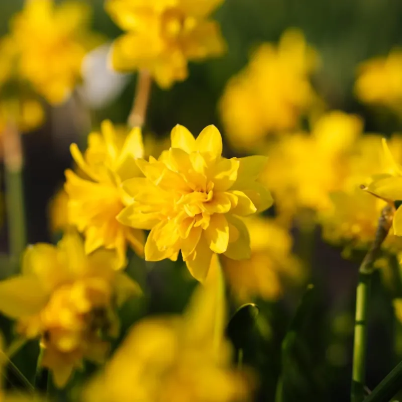 Narzisse, Narcissus 'Tete Boucle'