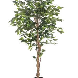 Die feuerhemmende Kunstpflanze Ficus 180 cm hat gedrehte braune Stämme und üppig grüne Blätter, in einem kleinen schwarzen Pflanzgefäß vor weißem Hintergrund – eine elegante, wartungsfreie Pflanze für jedes Interieur.