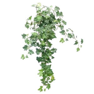 Der künstliche Efeu Deluxe Green 60 cm ist eine üppige, künstliche Efeupflanze mit kaskadierenden grünen Blättern vor einem schlichten weißen Hintergrund.