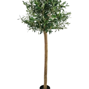 Der künstliche Olivenbaum UV 150 cm von Easyplants hat einen schlanken Stamm, volle grüne Blätter und steht in einem schwarzen Topf vor einem weißen Hintergrund. Diese UV-beständige Kunstpflanze ist perfekt für jeden Raum.