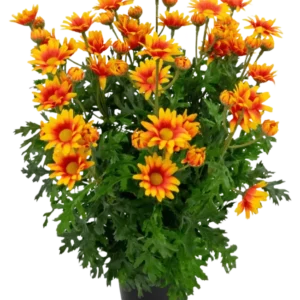 Die künstliche Pflanze Gänseblümchen UV 31 cm verfügt über leuchtend orange und gelbe gänseblümchenartige Blüten mit üppigen, tief gelappten grünen Blättern, alle in einer Topfanordnung isoliert auf weißem Hintergrund.