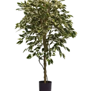 Die Kunstpflanze Ficus bunt 150 cm hat bunte grün-weiße Blätter und einen gedrehten Stamm, in einem schlichten schwarzen Topf vor einem schlichten weißen Hintergrund.