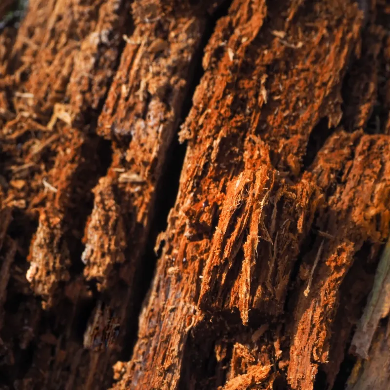 Bois de oud parfum boisé de Grasse pour bougies fondants et diffuseurs