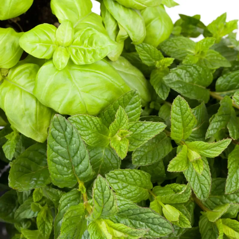 Menthe et basilic parfum frais de Grasse pour bougies fondants et diffuseurs