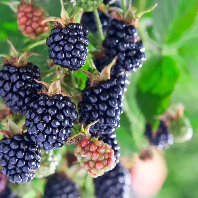 Mûres sauvages parfum fruité de Grasse pour bougies fondants et diffuseurs