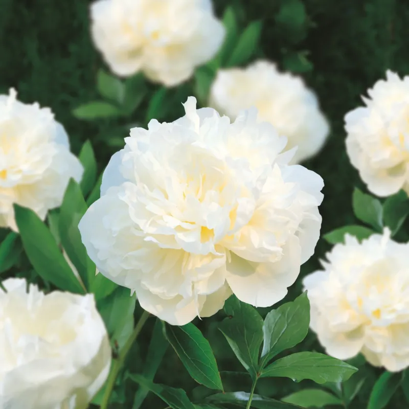 Pfingstrose 'Duchesse de Nemours'