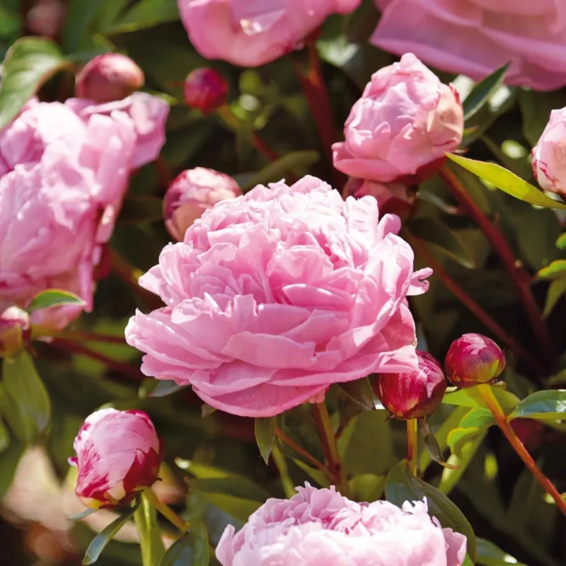 Pfingstrose, Paeonia 'Sarah Bernhardt'