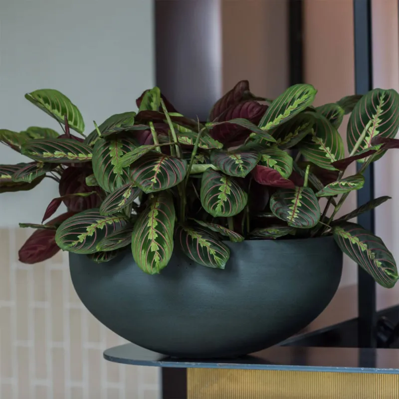 Pflanzschale Morgana - pine green