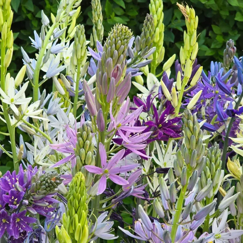 Prärielilienmischung, Camassia 'Breeder Mixed'