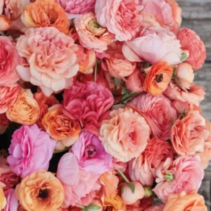 Ranunkel "Pauline Champagne" mit Blüten in Apricot-, Pfirsich-, Korallen- und Rosatönen.