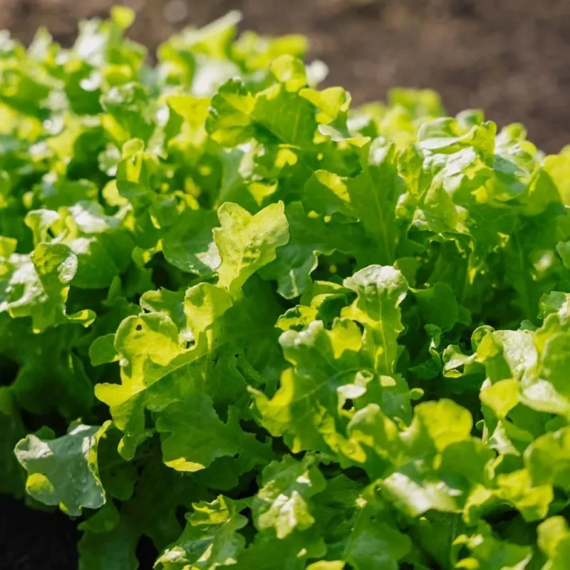 Salat Samen 'Salad Bowl' - 100 Biosamen