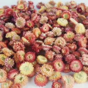Strohblumen Köpfe - 200 g - Naturfarbe Lachsrosa - Si-nature