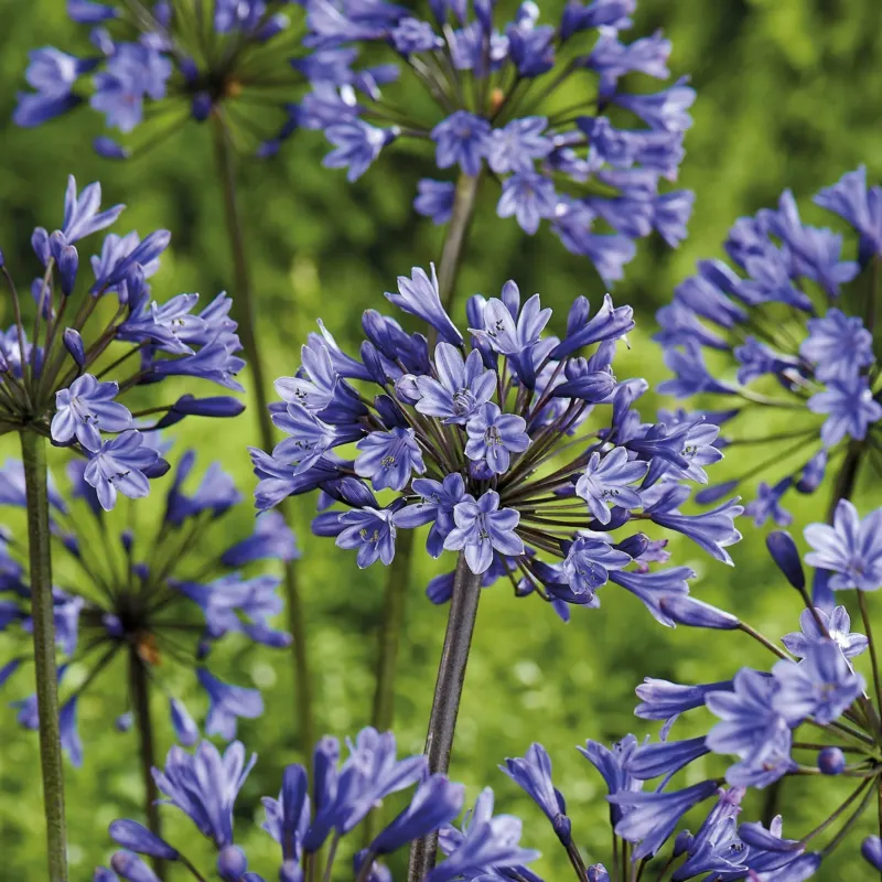 Schmucklilie 'Intermedia'
