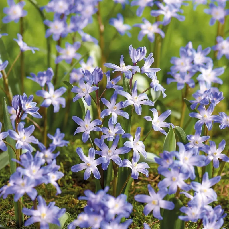 Schneeglanz, Chionodoxa 'Blue Giant'