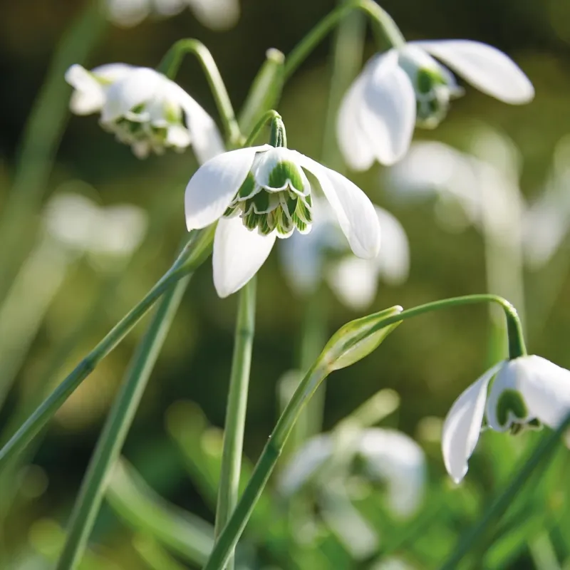 Schneeglöckchen, Galanthus 'Hippolyta'