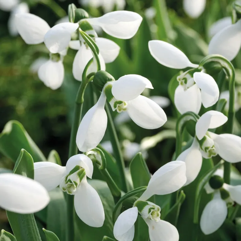 Schneeglöckchen, Galanthus 'Polar Bear'