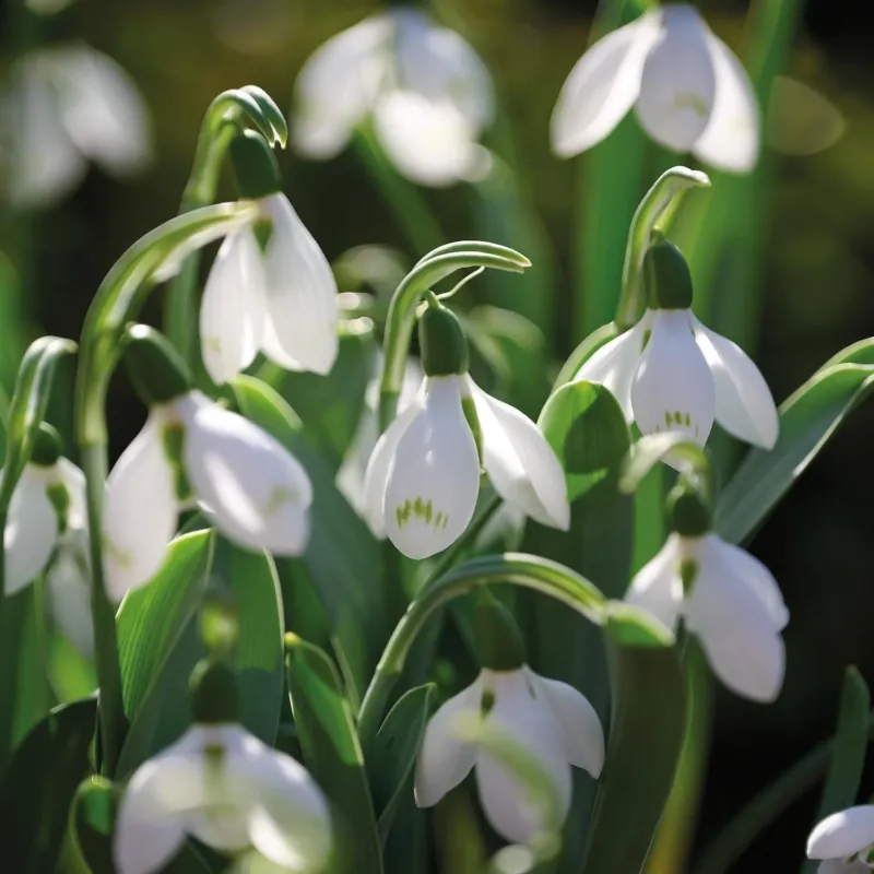 Schneeglöckchen, Galanthus 'Snow Fox'