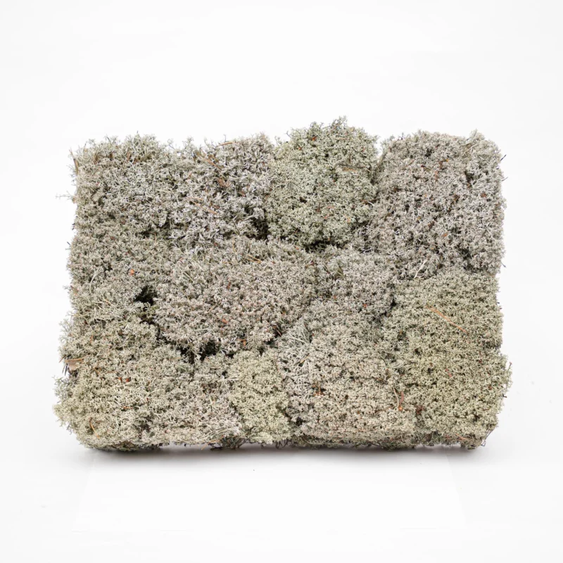 Silver moss - Tray - 2 layers of 20 x 30 x 10 cm - Real moss