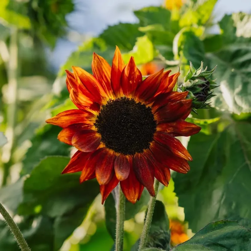 Sonnenblume Samen 'Velvet Queen' - 10 Biosamen