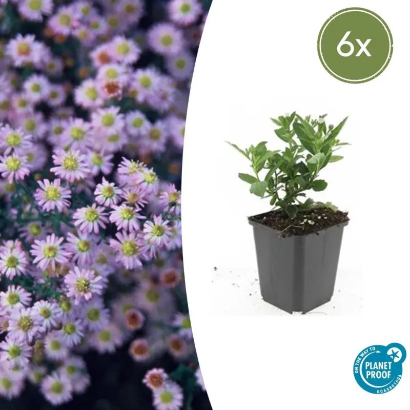 Aster ageratoides 'Stardust' - 20cm
