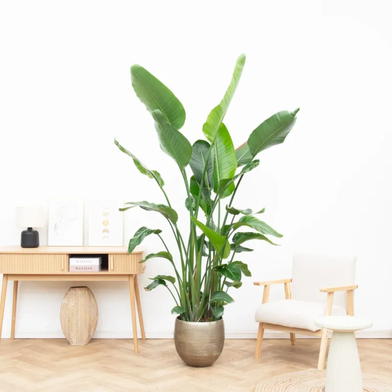 Strelitzia Nicolai 6 stek - 200cm
