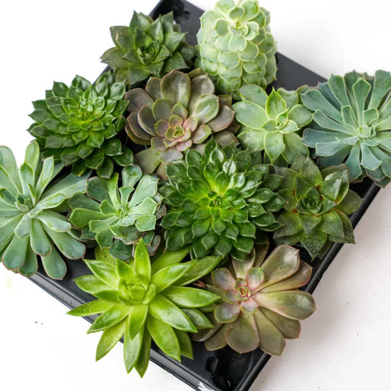 Set of 2 Trays - Succulent Mix Set - Assorted Succulents in 6 cm Pots (8–12 cm high)