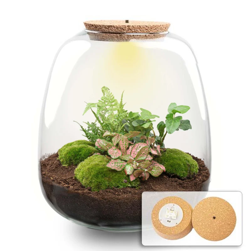 Emma - Hedera Red - Terrarium with light - Bottle garden DIY kit - Ø 23 cm ↑ 25 cm