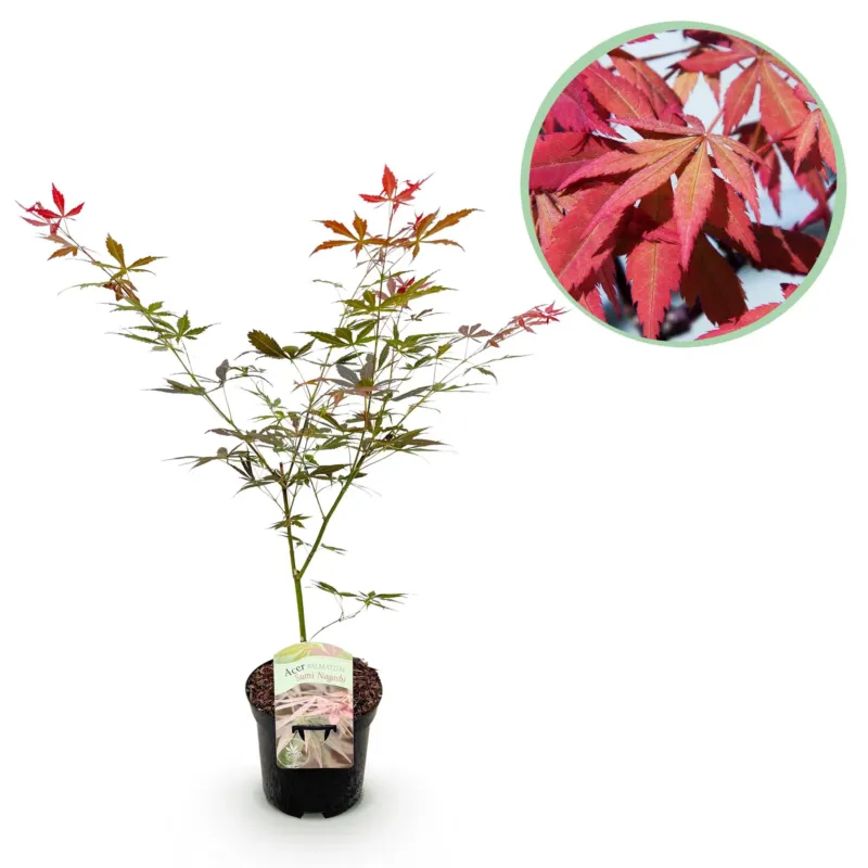Japanse Esdoorn Sumi - nagashi - Rood - 70cm