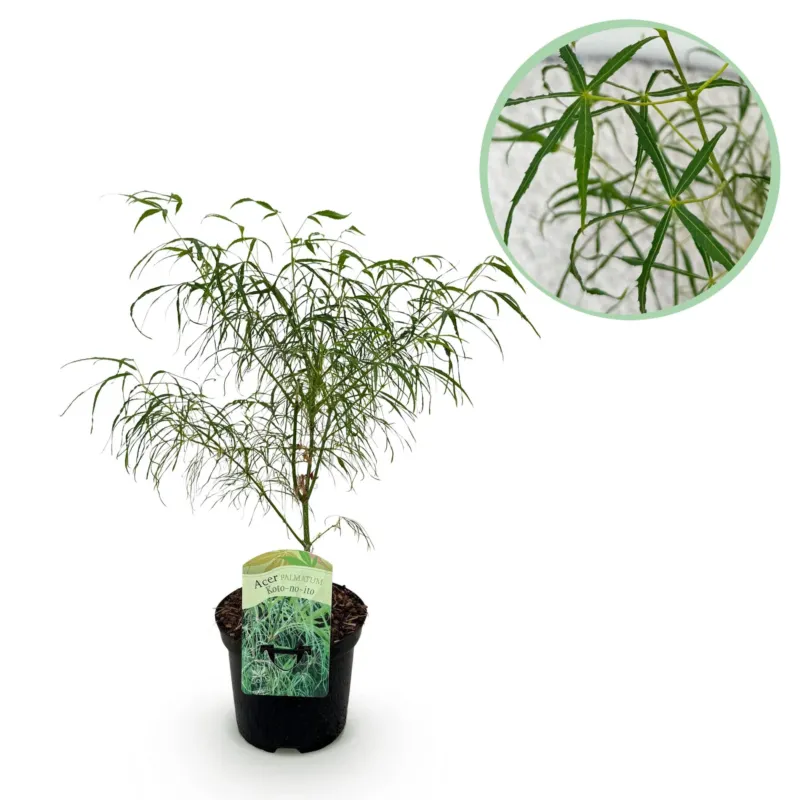 Japanse Esdoorn Koto - no - ito - Groen - 70cm