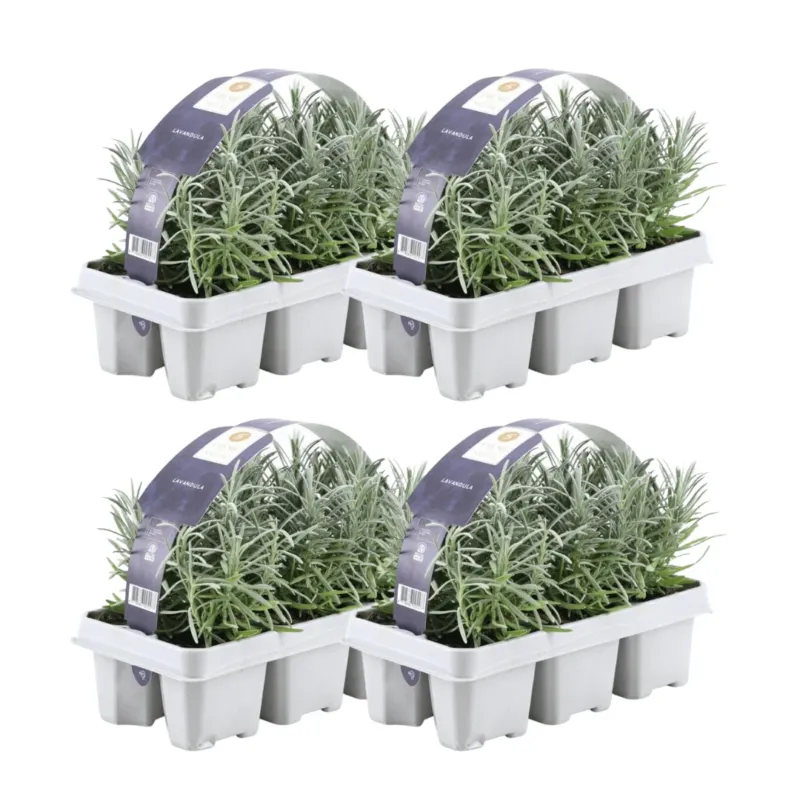 4x set van 6 Lavendel Angustifolia - 15 cm