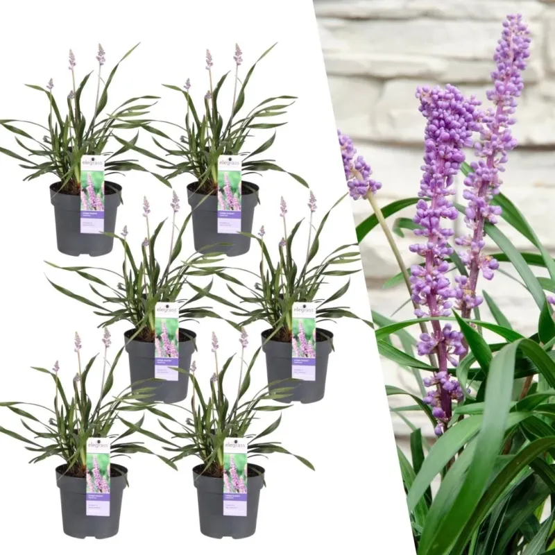 Liriope muscari 'Ingwersen' - 25cm