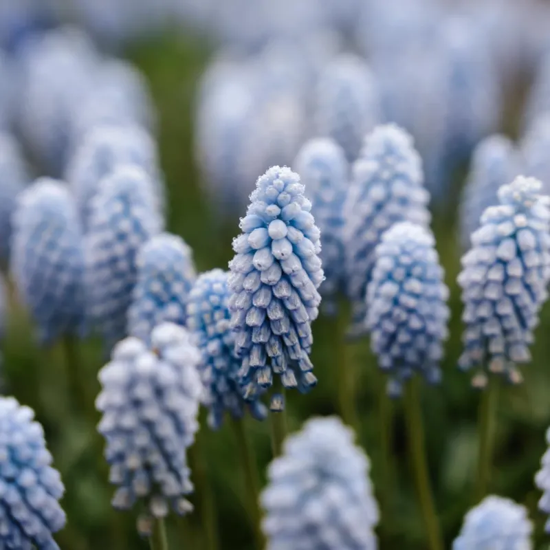 Traubenhyazinthe, Muscari 'Baby's Breath'