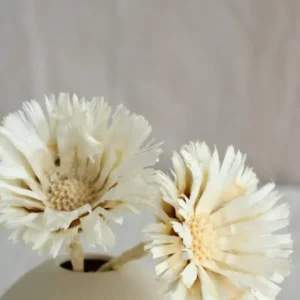 Protea Rosette | 1 Stiel | Creme Vasenglück