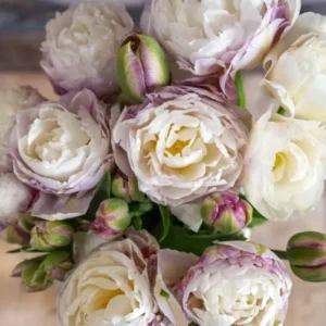 Gefüllte Tulpe Double Surprise mit üppiger, pfingstrosenähnlicher Blüte in Cremeweiß und zartem Rosa – eine romantische, nostalgische Tulpensorte mit vintage Flair. Die dicht gefüllten Blüten erinnern an Rosen oder Pfingstrosen und sind ideal für Cottagegärten, Frühlingssträuße oder als besondere Tulpen im Garten. Perfekt für alle, die nach besonderen, pastellfarbenen Tulpen mit nostalgischem Charme und eleganter Farbgebung suchen.