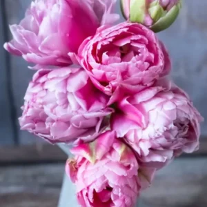 Tulpe "Strawberry Cream" – 10 Zwiebeln