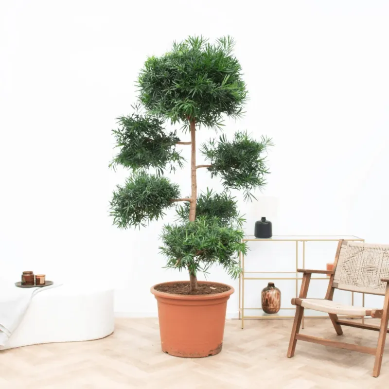 Podocarpus Macrophyllus - 250cm