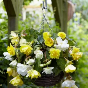 Begonia Cascade Gelb weiss Mischung