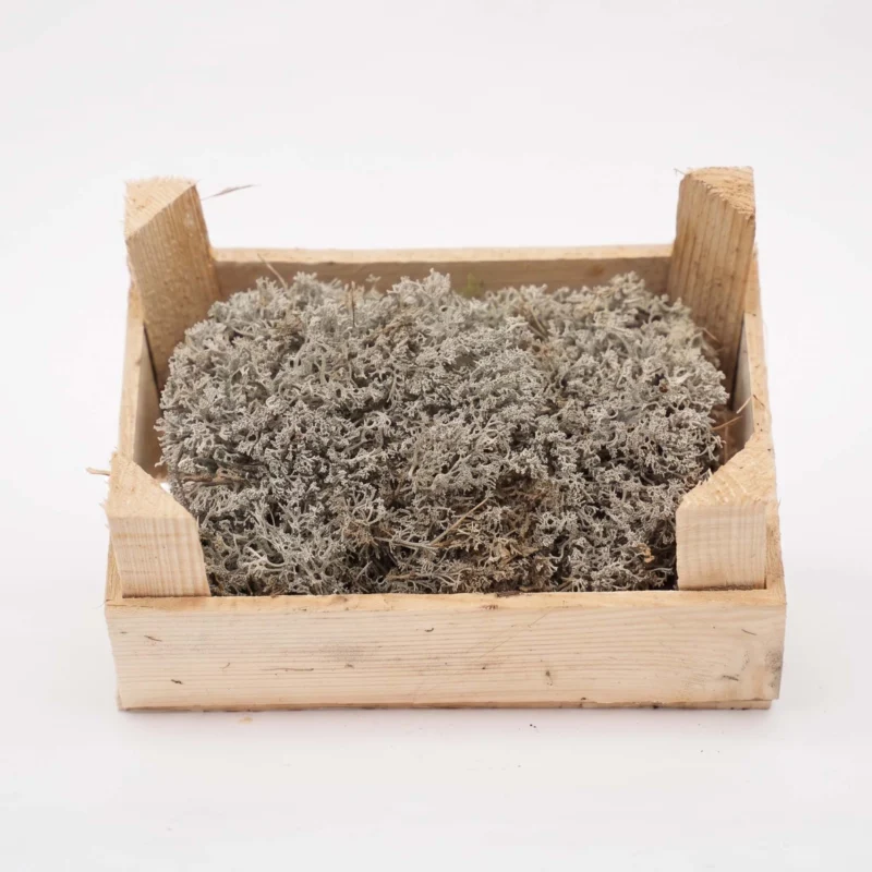 Silver Moss - Wooden Tray - 23x15,5x11,5 cm - Real moss